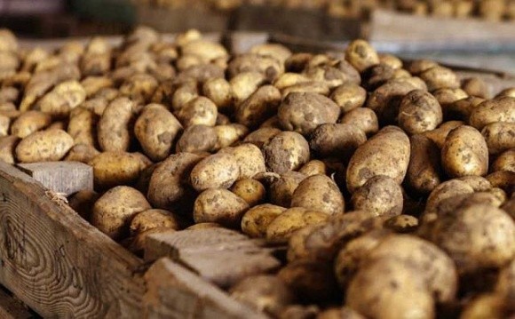 Ціни на торішню картоплю в Україні злетіли на 27% фото, ілюстрація