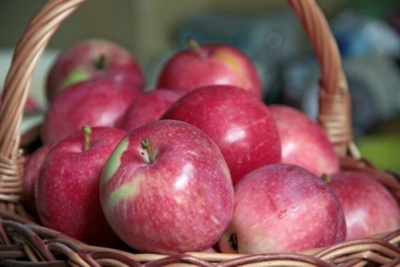 Ціни на яблука залежатимуть від електропостачання фото, ілюстрація