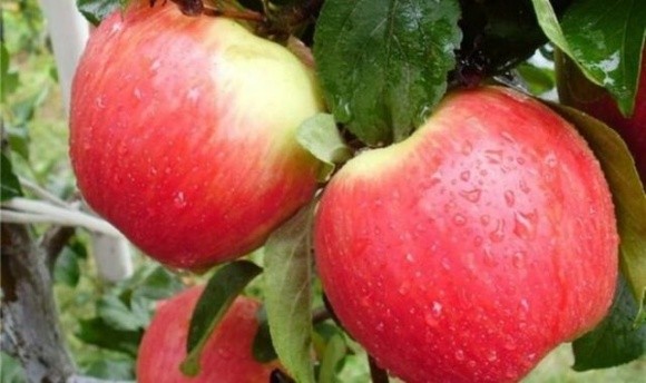 В Україні рекордно подорожчали яблука фото, ілюстрація
