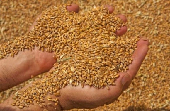 Якщо посівна в Україні провалиться, світові ціни на зерно зростуть на 50% фото, ілюстрація