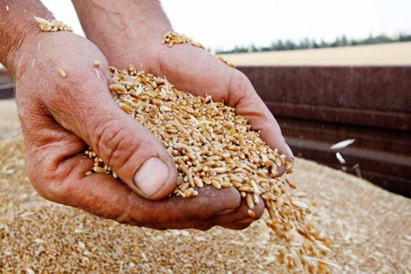 Українські аграрії закликали світових лідерів вжити заходів для продовження дії зернового коридору фото, ілюстрація