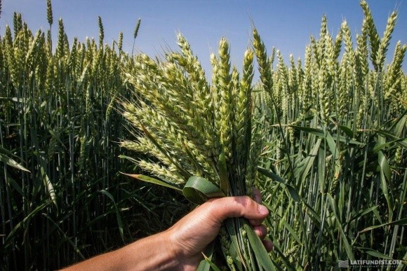 Біржові ціни на пшеницю зростають, проте фізичний ринок залишається стабільним фото, ілюстрація