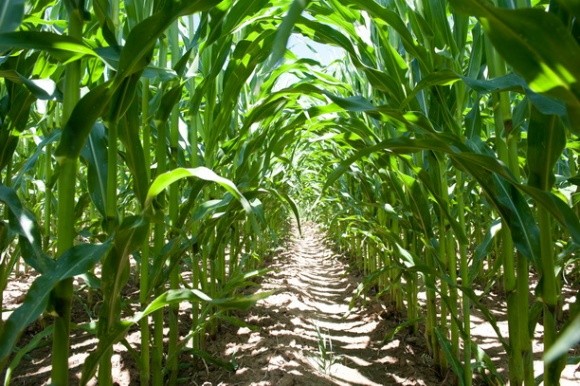 Опади та гарний стан посівів кукурудзи у США тиснуть на ціни фото, ілюстрація