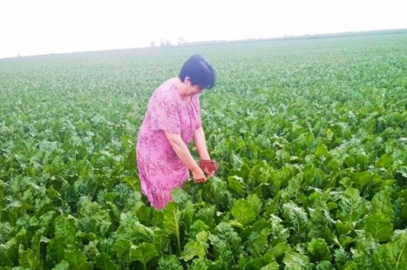 Стан посівів цукрового буряку на Київщині оцінюється як добрий фото, ілюстрація