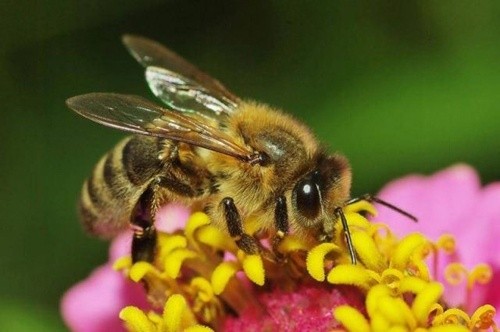 Як баварська петиція щодо захисту бджіл може змінити сільське господарство фото, ілюстрація