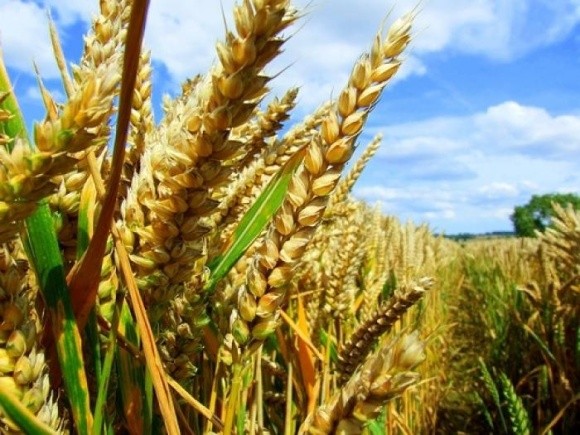 Єгипет утримує лідируючу позицію основного імпортера українських зернових з 2011 року – ІАЕ фото, ілюстрація