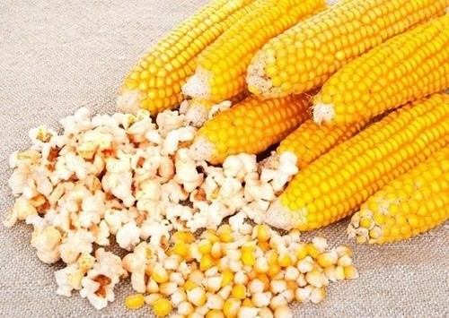 На Київщині затримали вантаж кукурудзи для попкорну, зараженої карантинним захворюванням фото, ілюстрація