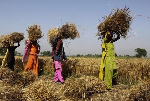 В Індії скоротяться площі під основними зерновими й бобовими фото, ілюстрація
