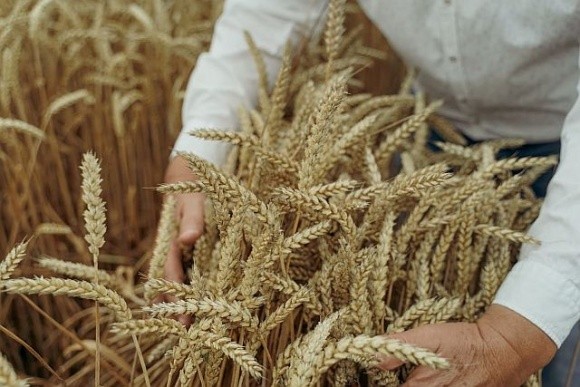 Високі ціни та дефіцит продовольчого зерна: хлібопекарні чекають на новий урожай фото, ілюстрація