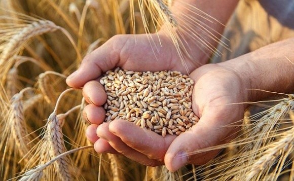 Атаки росії можуть призвести до дефіциту пшениці навіть на внутрішньому ринку України, – ООН фото, ілюстрація
