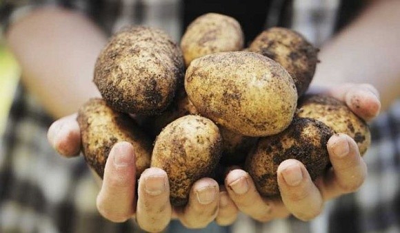 В Україні дефіцит якісної картоплі фото, ілюстрація
