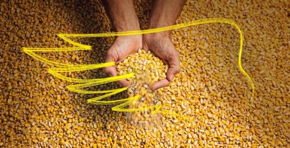 Український рекорд у конкурсі врожайності кукурудзи Monsanto 15,3 т/га фото, ілюстрація