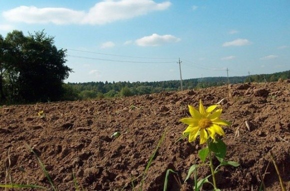 Державна підтримка фермерам невигідна фото, ілюстрація