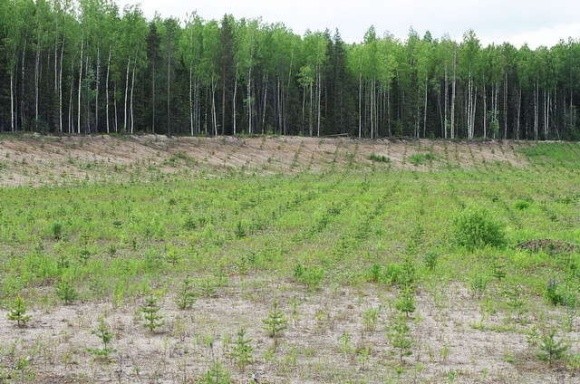 В Украине в 2017 году былы висажены 54 тыс гектаров леса фото, иллюстрация