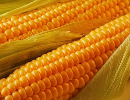 В Україні посіяно 3.6 млн га кукурудзи фото, ілюстрація