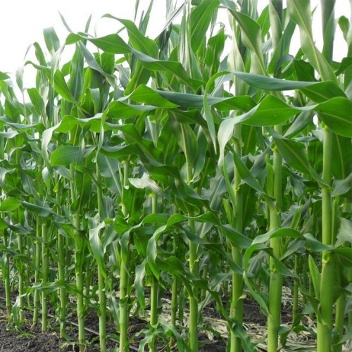 Кукурудза: вплив строку й густоти сівби на врожайність фото, ілюстрація