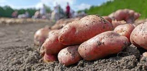 USAID АГРО  допоможе українським картоплярам фото, ілюстрація