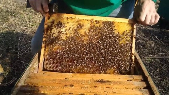 Допомога для бджолярів — ветеранів ЗСУ, та тих, хто втратив пасіку через війну фото, ілюстрація