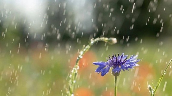 Дощі в кінці червня покращили вологозабезпечення грунту, – НААН фото, ілюстрація