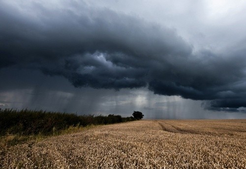 Погодні умови в Україні були задовільними для ярих зернових фото, ілюстрація