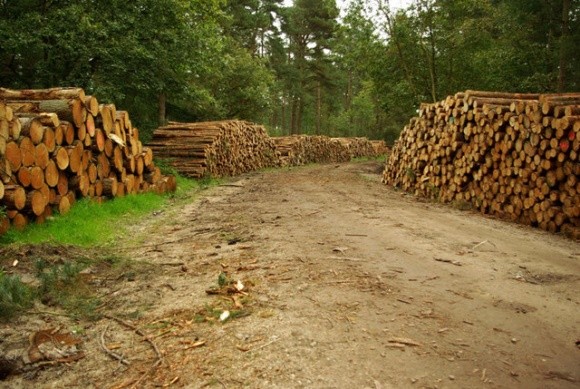 Держлісгоспи продаватимуть дрова за пільговою ціною фото, ілюстрація