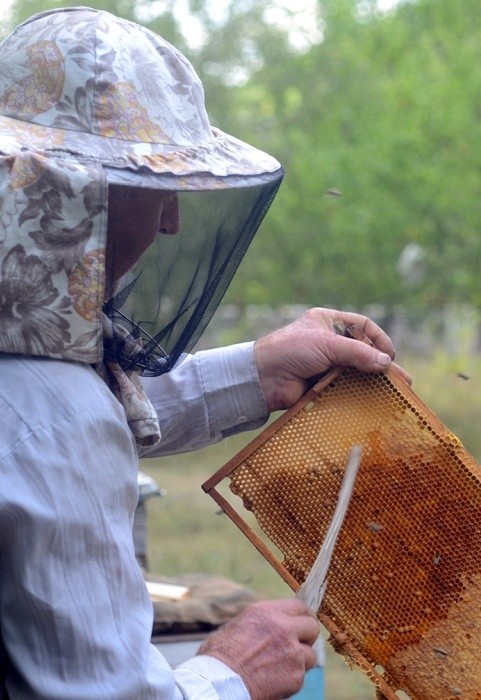 Для бджолярів створено бізнес-калькулятор  фото, ілюстрація