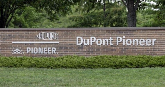 DuPont Pioneer выведет на рынок суперсовременные гибриды кукурузы фото, иллюстрация