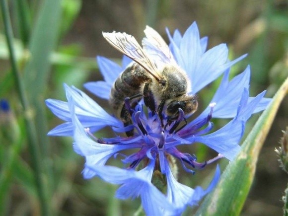 Дикі бджоли щороку приносять Північній Америці понад $1,5 мільярда, запилюючи лише кілька культур фото, ілюстрація