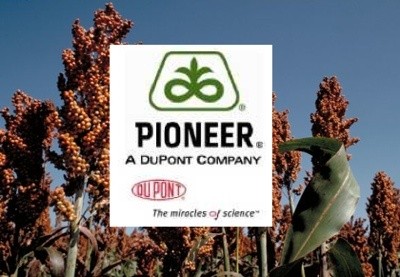 DuPont Pioneer отримуватиме нові гібриди сорго вдвічі швидше фото, ілюстрація