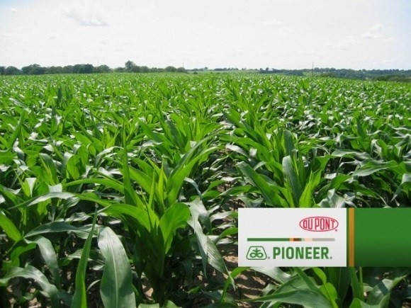 DuPont Pioneer настаивает: выращенные в Украине семена не уступают импортным фото, иллюстрация