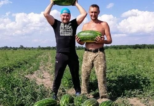 У кліматичних умовах Волинської області фермер виростив 120 тон кавунів фото, ілюстрація