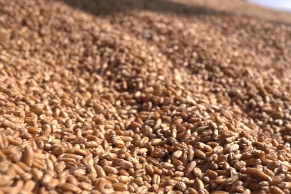  Мінекономіки України визначилося з граничним обсягом експорту пшениці фото, ілюстрація