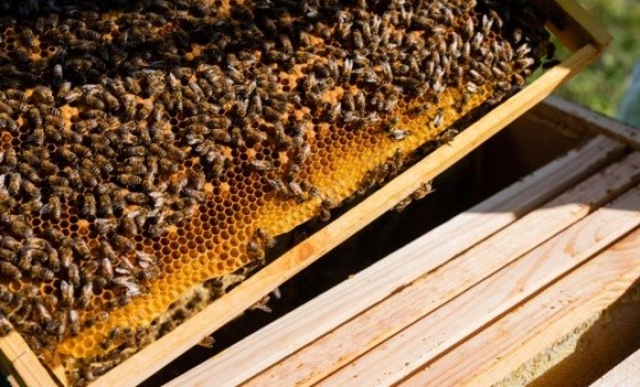 Відтепер Україна може експортувати бджоли в Канаду фото, ілюстрація