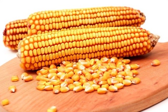 Зерновим коридором з початку червня вдалось експортувати 900 тис. т кукурудзи фото, ілюстрація