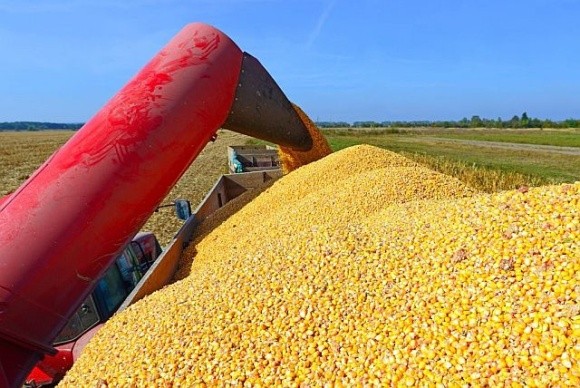 Українська кукурудза користується стабільним попитом з боку Китаю фото, ілюстрація