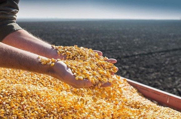 USDA підвищив прогноз експорту кукурудзи для України фото, ілюстрація