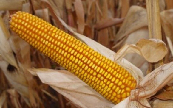 Вперше експорт насіння гібридної кукурудзи перевищив його імпорт фото, ілюстрація