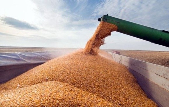 Україна зможе зібрати та експортувати пшениці не менше, ніж минулого року, – Микола Сольський фото, ілюстрація