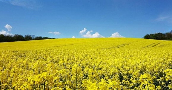 Експорт ріпаку йде рекордними темпами фото, ілюстрація