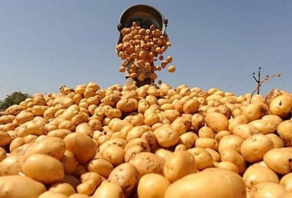 Україна збільшила експорт та імпорт картоплі фото, ілюстрація