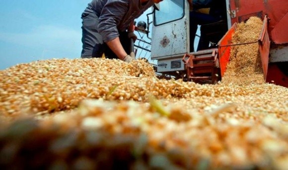 Експорт українського зерна не загрожує литовським фермерам фото, ілюстрація