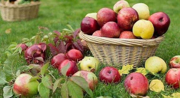 Українські яблука в січні відправили до 22 країн світу фото, ілюстрація