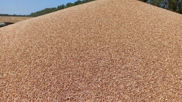 Обсяг експорту зерна у новому маркетинговому році перевищив 1,2 млн тонн фото, ілюстрація