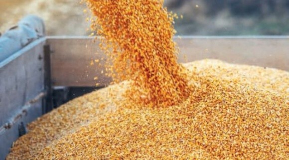 З початку маркетингового року Україна експортувала понад 22 млн т зернових і зернобобових фото, ілюстрація