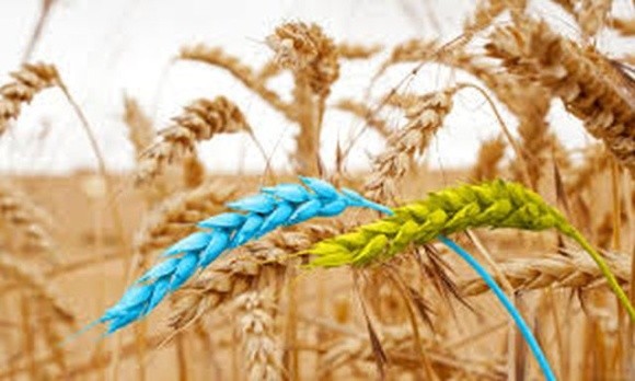 В новому сезоні Україна експортувала 2,7 млн т зернових і зернобобових культур фото, ілюстрація