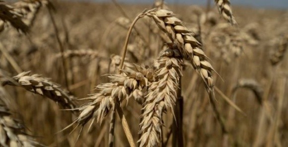 Україна вже експортувала понад 8 млн т зернових та зернобобових фото, ілюстрація