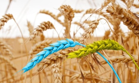 З 1 липня до 13 жовтня Україна експортувала вже понад 7,5 млн т зернових та зернобобових фото, ілюстрація