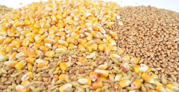 Україна експортувала майже 48 млн тонн зернових та зернобобових культур фото, ілюстрація