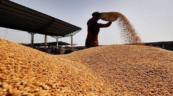 В Україні зростає експортний попит та закупівельні ціни на пшеницю фото, ілюстрація