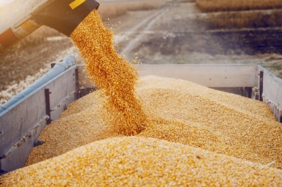 ЄС вдвічі зменшив мито на імпорт зернових фото, ілюстрація